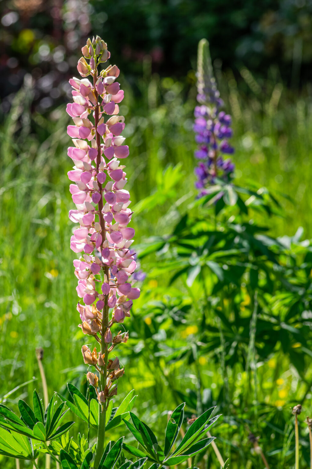 arcadia revisited of gardens and gardening